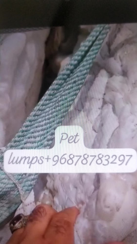 PET lumps available  36736
