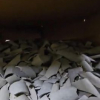 PVC pipe shredding  - photo